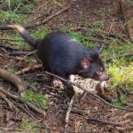 Wings Wildlife Park Shuttle, Burnie Shore Excursion - Final Thoughts