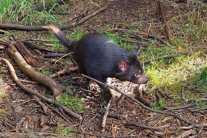 Wings Wildlife Park Shuttle, Burnie Shore Excursion - Final Thoughts