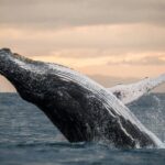 Winter Whale Watching Adventure in Kauai - Key Points