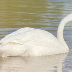 Winter Wildlife Safari: Lamar Valley | Gardiner | PRIVATE + Lunch - Who Should Consider This Tour?