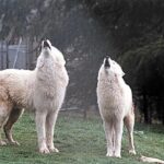 Wolf Experience - Is It Worth the Price?