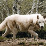 Wolf Experience - Is It Worth the Price?