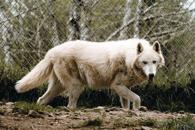 Wolf Experience - Is It Worth the Price?