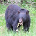 Wolfdog Sanctuary and Banff Day Trip - Transportation & Practical Details