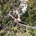 Wonders in the jungle of our mother culture Catemaco & Los Tuxtlas - The Realities of the Experience