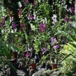 Wonders of Nadi Tour - Hindu Temple, Sleeping Giant Gardens, Markets & Shopping - Practical Tips for Your Tour