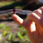 Work with Native Reforestation and Polynesian Agriculture in Maui - An In-depth Look at the Experience