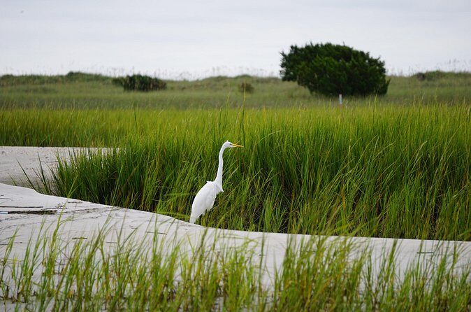 Wrightsville BirdWatching Cruise - Final thoughts