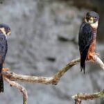 Xocen Birding - FAQ – Your Questions Answered