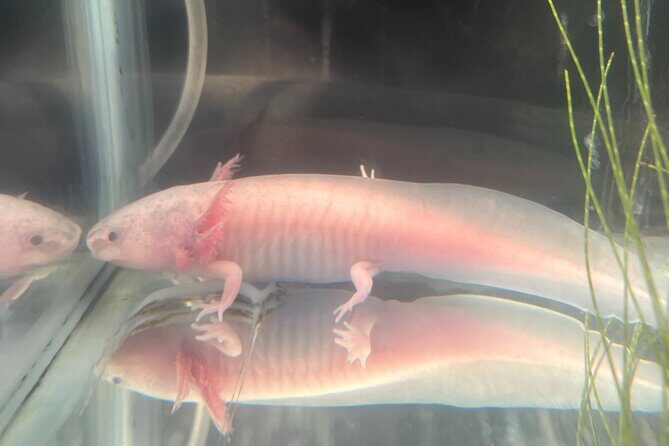 Xochimilco Boat Ride with Kids - The Value of the Tour