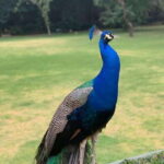 Xochimilco Canals and the Treasures of Coyoacán Tour - Visiting the Dolores Olmedo Museum