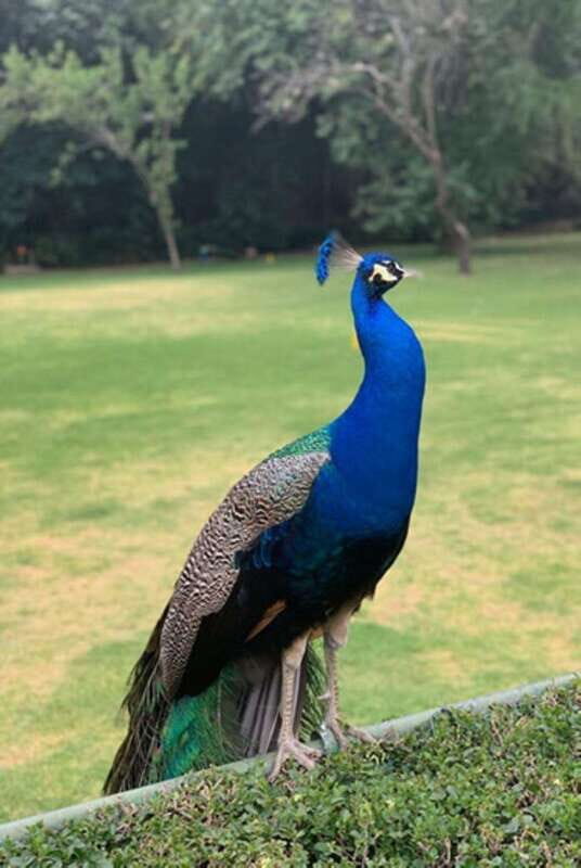 Xochimilco Canals and the Treasures of Coyoacán Tour - Visiting the Dolores Olmedo Museum