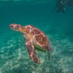 Yalku lagoon and turtles akumal sanctuary - Pricing and Overall Value