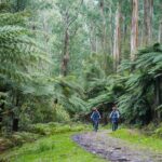 Yarra Valley Redwood Forest Mountain Bike Adventure - Value for Money