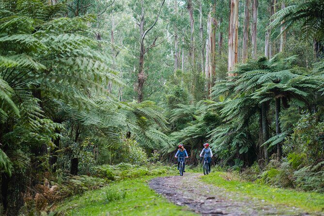 Yarra Valley Redwood Forest Mountain Bike Adventure - Value for Money