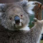 Yarra Valley Wildlife & Wine Day Tour with Healesville Sanctuary - Practical Considerations