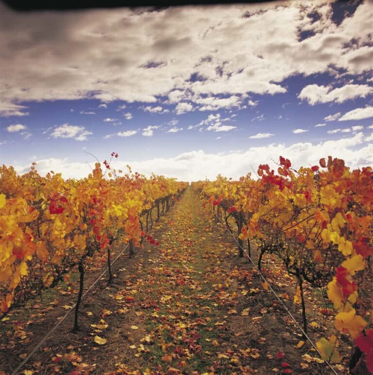 Yarra Valley: Winery Tour with Lunch at Yering Station - What Makes This Tour Stand Out?