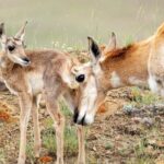 Yellowstone Day Adventure - What We Loved About the Experience
