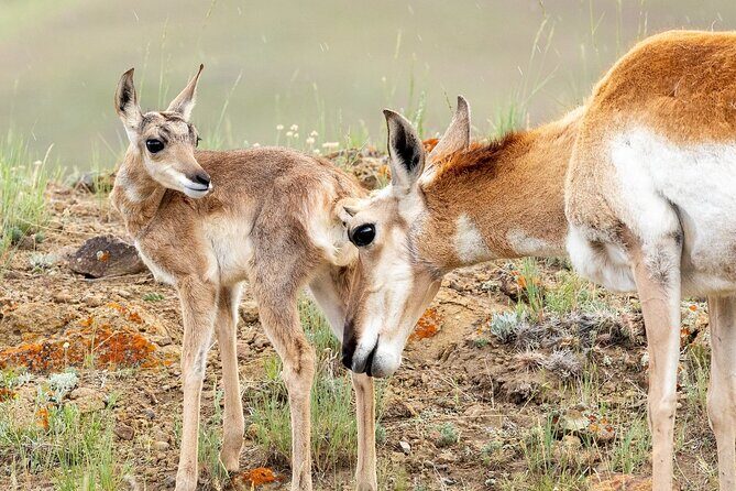 Yellowstone Day Adventure - What We Loved About the Experience