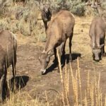 Yellowstone For Kids Family Fun Tour w/PU in West Yellowstone - Who This Tour Is Best For
