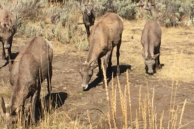 Yellowstone For Kids Family Fun Tour w/PU in West Yellowstone - Who This Tour Is Best For