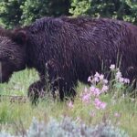 Yellowstone Full Day Tours - FAQ