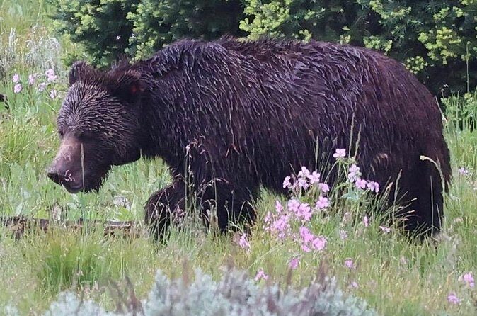 Yellowstone Full Day Tours - FAQ