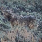 Yellowstone Full-Day Upper Loop Wildlife Adventure w/Lunch - The Itinerary Breakdown