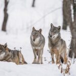 Yellowstone Full Day Winter Tour (With Optional Hike or Snowshoe) - Breaking Down the Itinerary