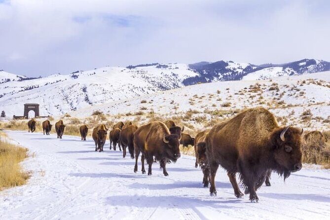 Yellowstone & Grand Teton National Parks Winter Tour 5-Day - The Value of This Experience