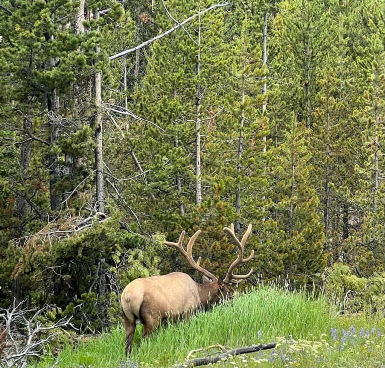 Yellowstone in a Day - Private Grand Loop Tour - Who Should Consider This Tour?