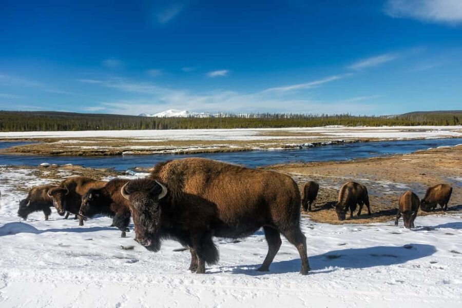 Yellowstone Lamar Valley & Picnic Lunch With Wildlife Guide - Whats the Real Value?