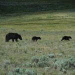 Yellowstone Lower Loop - Private Full Day Tour - What Could Be Better?