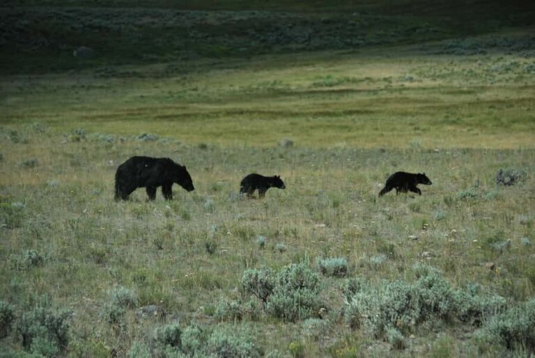 Yellowstone Lower Loop - Private Full Day Tour - What Could Be Better?