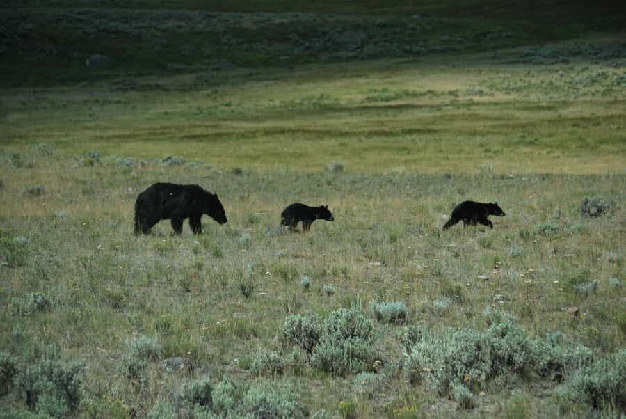 Yellowstone Lower Loop - Private Full Day Tour - What Could Be Better?
