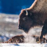 Yellowstone National Park: 3 Day Wildlife Photography Tour - Exploring Yellowstone in Winter