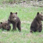 Yellowstone National Park - Full-Day Lower Loop Tour from West Yellowstone - Who Should Consider This Tour?