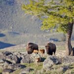 Yellowstone National Park Group Tour - The Guide and Overall Experience