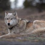 Yellowstone National Park Private Wildlife Tour - Who Is This Tour Best For?