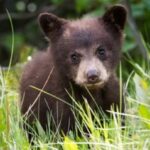 Yellowstone: Old Faithful, Waterfalls, and Wildlife Day Tour - What Makes This Tour Stand Out?