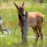 Yellowstone Private Upper Loop Tour with Lunch - The Experience: What Real Travelers Say