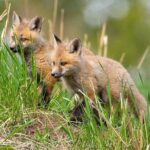 Yellowstone Through the Lens Photography Adventure - Final Thoughts