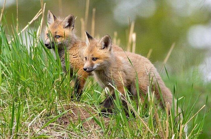 Yellowstone Through the Lens Photography Adventure - Final Thoughts