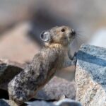 Yellowstone Wildlife and Photo Upper Loop Tour West Yellowstone - Why This Tour Works for Travelers