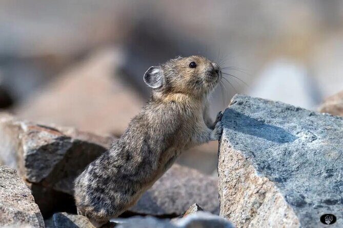 Yellowstone Wildlife and Photo Upper Loop Tour West Yellowstone - Why This Tour Works for Travelers