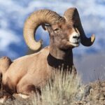 Yellowstone Wildlife Safari in Lamar Valley from Cody, WY - What Makes This Safari Stand Out?