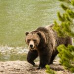 Yellowstone Wildlife Tour - The Guide Experience: Why It Matters