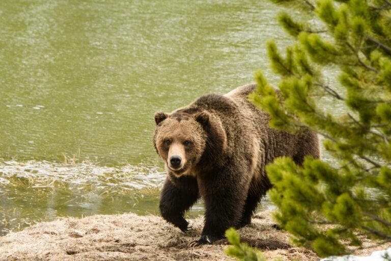 Yellowstone Wildlife Tour - The Guide Experience: Why It Matters