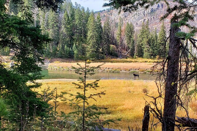 Yellowstone Wildlife Tour - Practical Details