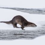 Yellowstone Winter Day Adventure - FAQs: Everything You Need to Know